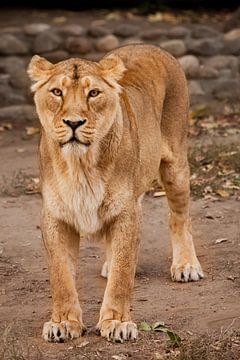 beautiful powerful lioness at night illuminated by light by Michael Semenov