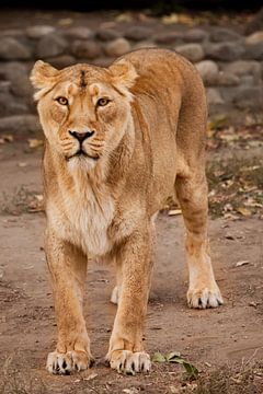 belle lionne puissante la nuit, éclairée par la lumière sur Michael Semenov