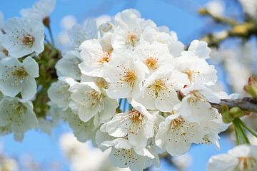 Pear blossom in spring by Fred Roest