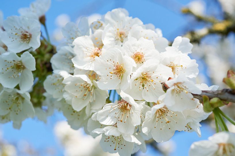 Pear blossom in spring by Fred Roest
