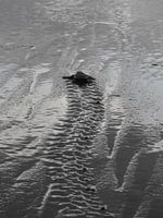 Baby schildpad op weg naar zee Costa Rica