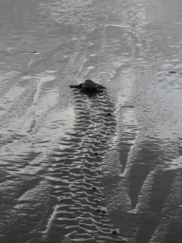 Baby schildpad op weg naar zee Costa Rica
