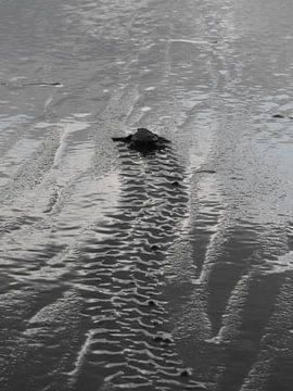 Baby schildpad op weg naar zee Costa Rica van Daniëlle van der meule