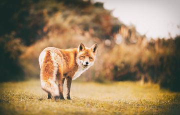 portrait of looking fox by mirka koot