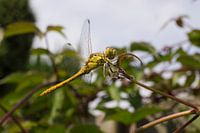 Libelle in rust op een takje