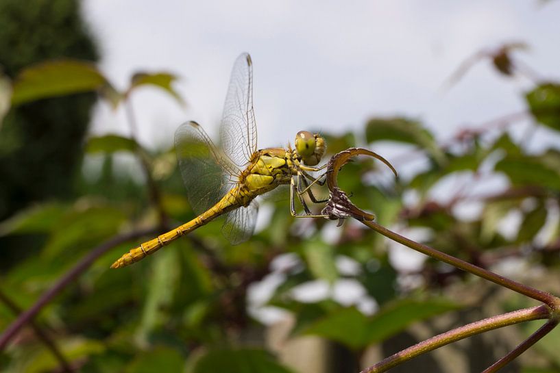 Libelle in rust op een takje by Roland Pot