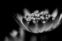 sW fleur
