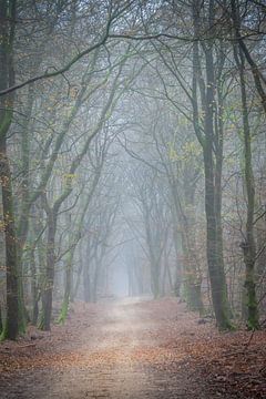 Tree and forest path in the fog in the speulderbos Ermelo Netherlands Holland