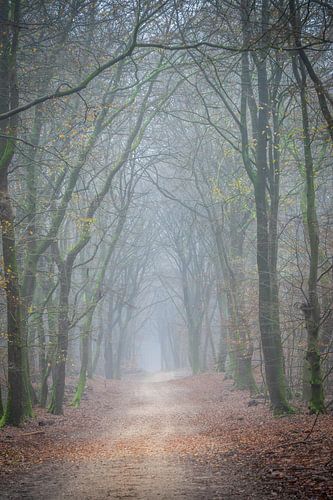 Tree and forest path in the fog in the speulderbos Ermelo Netherlands Holland