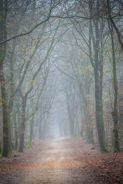 Arbre et chemin forestier dans la brume dans le Speulderbos Ermelo Pays-Bas Hollande par Bart Ros