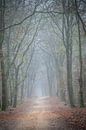 Baum und Waldweg im Nebel im Speulderbos Ermelo Niederlande Holland von Bart Ros Miniaturansicht