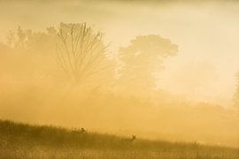 Red deer in sunrise by Danny Slijfer Natuurfotografie