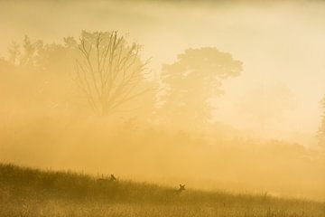 Edelhert in zonsopgang van Danny Slijfer Natuurfotografie