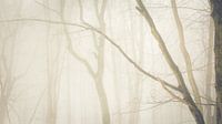 Ombres d'arbres dans la forêt des contes de fées par Tobias Luxberg Aperçu