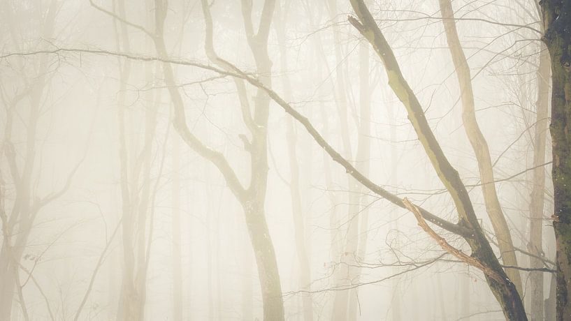 Schaduwen van de bomen in het sprookjesbos van Tobias Luxberg