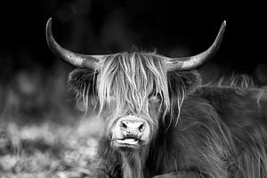highlander in schwarz und weiß