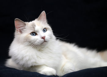 Ragdoll poes Faya of Furocats