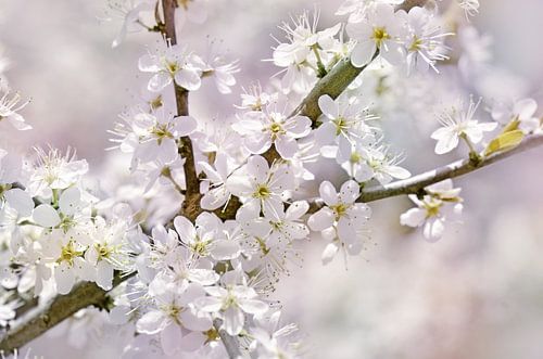 Lente