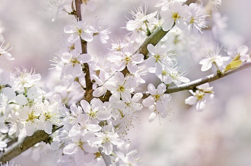 Lente van Violetta Honkisz