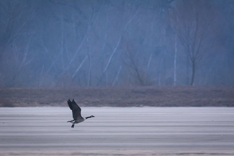 Vogel bij het ijzige meer van Tobias Luxberg