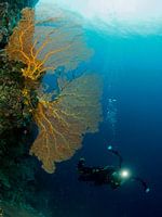 Gorgonia and a diver