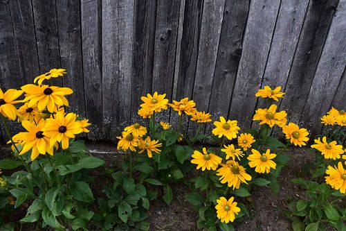 Blumen im Garten