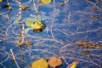 Green frog (Pelophylax) between water plants in a pond by Carola Schellekens