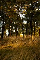 Posbank | Veluwezoom | Rheden | Gelderland | Holland | Natuurfoto