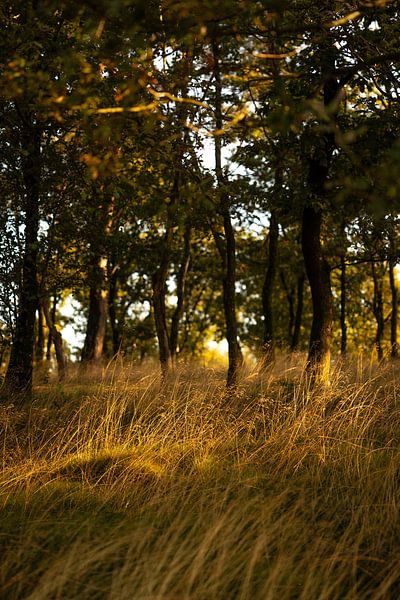 Posbank | Veluwezoom | Rheden | Gelderland | Holland | Natuurfoto by Rebecca van der Schaft