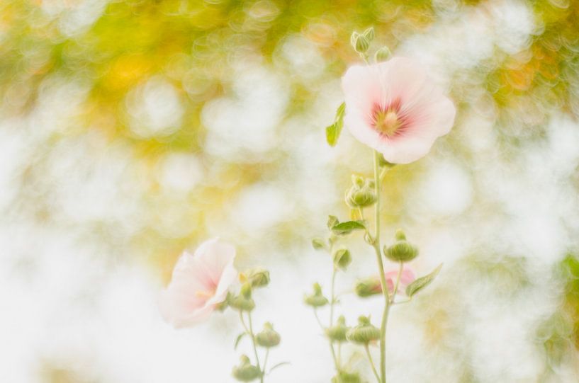 Stockrose von Aimé de Clercq