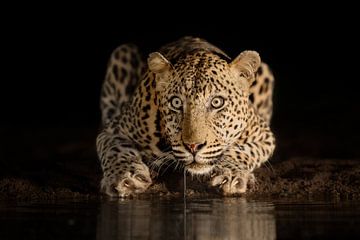 Nachts trinkender Leopard von Jos van Bommel