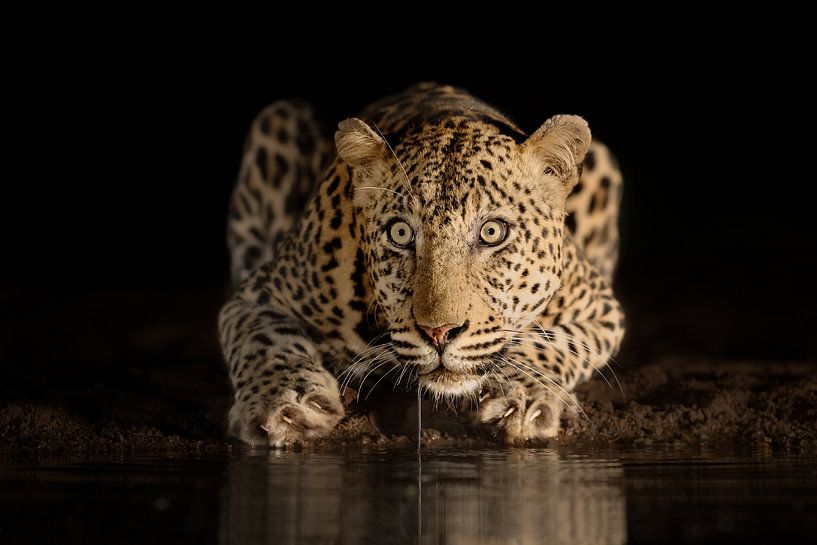 Drinkend luipaard bij nacht van Jos van Bommel