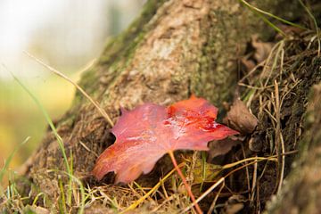 vallende bladeren in herfst van Mick Goeree