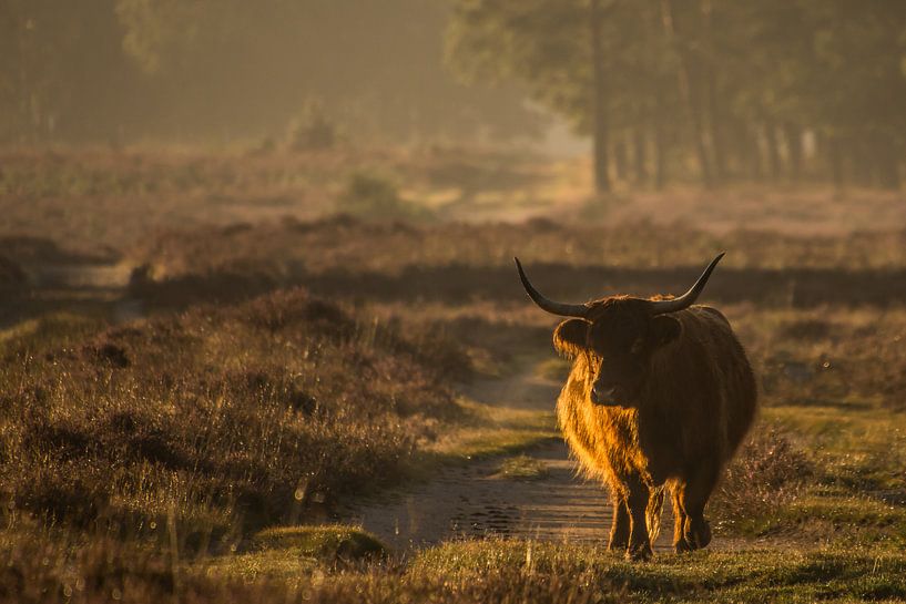 Schotse Hooglander van Carla Eekels