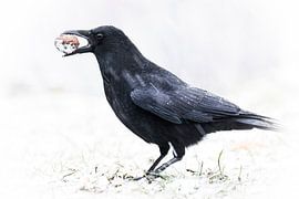 Hungry carrion crow by Guido Rooseleer