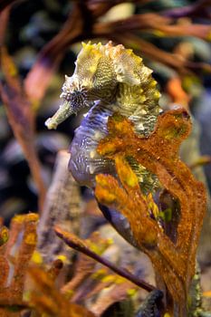 Gros plan sur l'hippocampe