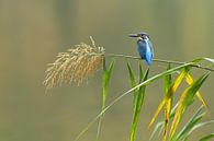 Kingfisher by Heiko Lehmann thumbnail