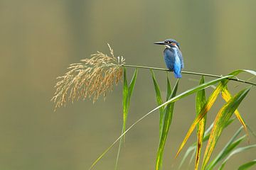 Kingfisher by Heiko Lehmann