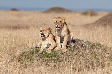 Deux petites brutes sur Angelika Stern