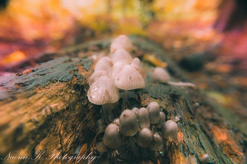 Wilde paddestoelen op een oude boomstam