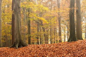 Herbstwald im Nebel von Francis Dost