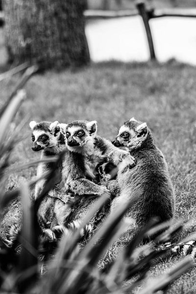 Curieux lémuriens à queue annelée par Leen Van de Sande