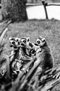 Curieux lémuriens à queue annelée par Leen Van de Sande Aperçu