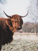 Portret van een Schotse Hooglander