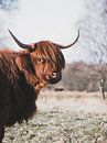 Portret van een Schotse Hooglander van Milou Schothuis thumbnail