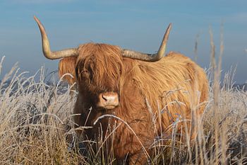 Schottische Highlander in Drenthe, Hochlandkuh, Kühe