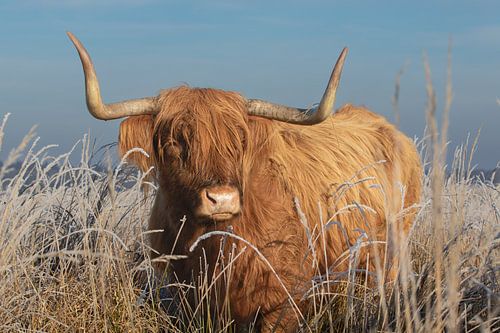 schotse hooglander in drenthe, higland cow, cows