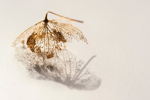 Dentelle naturelle Photo artistique d'un hortensia fané à l'ombre. sur Birgitte Bergman