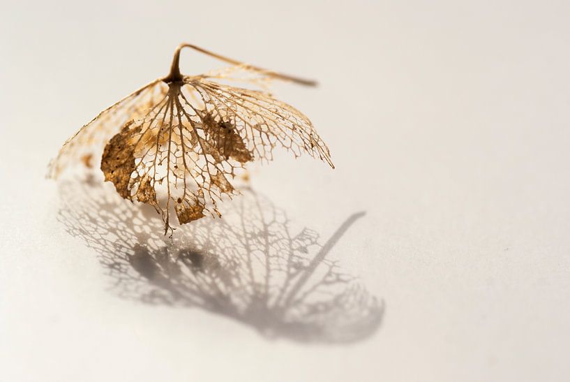 Natürliche Spitze Künstlerisches Foto einer verblühten Hortensie mit Schatten. von Birgitte Bergman