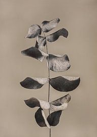 Getrockneter Eukalyptus von Melanie Schat